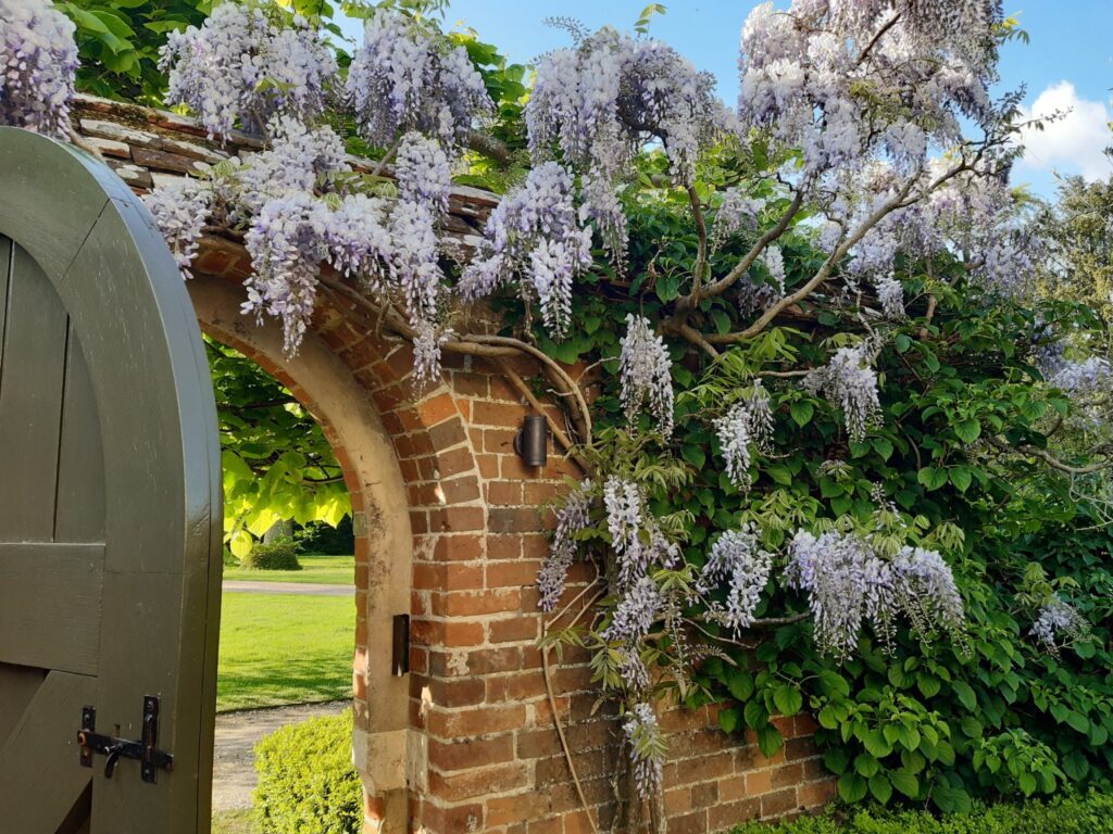 Beautiful Wisteria