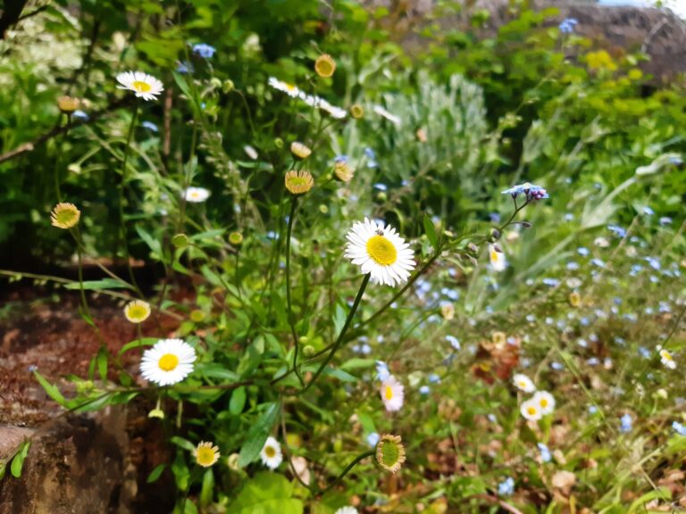 A close-up of a white and yellow wildflower with delicate petals, set against lush green foliage.
