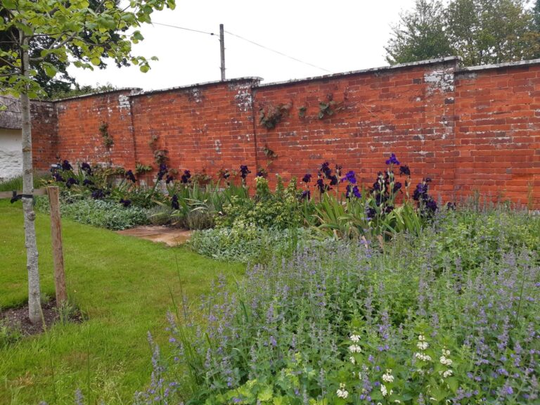 Iris bed landscaping with wall-trained Vitis, complemented by layers of Irises, Choisya, and Stachys for a lush and vibrant garden display.