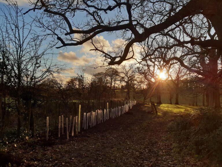 Hedge planting project on behalf of the Woodland Trust, restoring wildlife corridors to reconnect two woodlands and enhance biodiversity