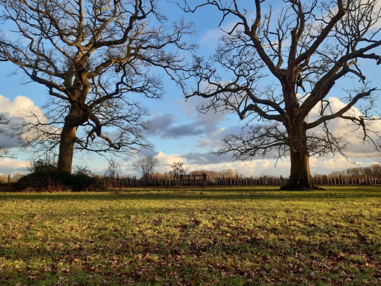 Hedge planting project on behalf of the Woodland Trust, restoring wildlife corridors to reconnect two woodlands and enhance biodiversity