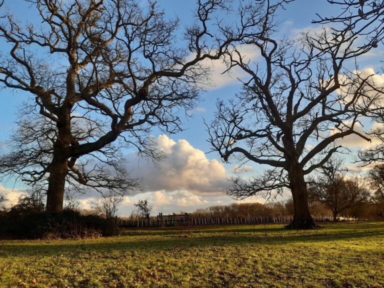 Hedge planting project on behalf of the Woodland Trust, restoring wildlife corridors to reconnect two woodlands and enhance biodiversity