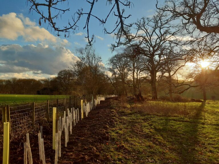 Hedge planting project on behalf of the Woodland Trust, restoring wildlife corridors to reconnect two woodlands and enhance biodiversity