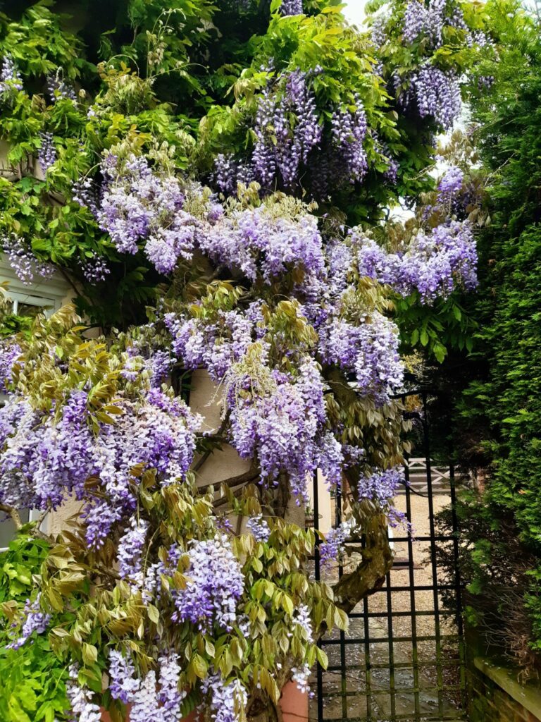 Overgrown wisteria draping over a garden entrance, ready for expert pruning.